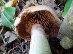 Cortinarius laniger