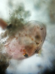 Ostracoda