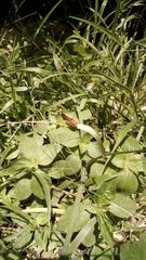 Taractrocera luzonensis