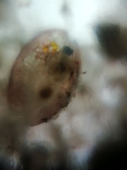 Ostracoda