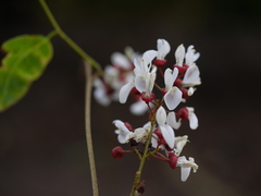 Derris heyneana