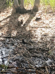 Turdus merula