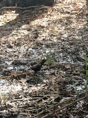 Turdus merula
