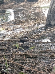 Turdus merula