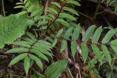 Zanthoxylum ailanthoides