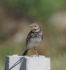 Alaudala rufescens apetzii