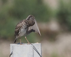 Alaudala rufescens apetzii
