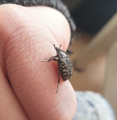 Oxythyrea noemi