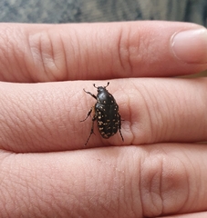 Oxythyrea noemi