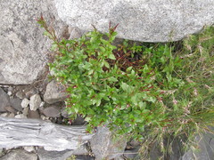 Epilobium glaucum