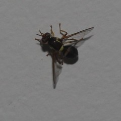Bactrocera neohumeralis