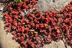 Sedum album