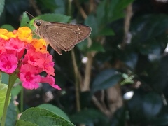 Pelopidas mathias mathias