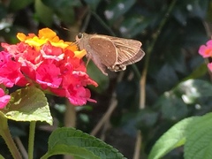 Pelopidas mathias mathias