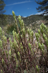 Castilleja plagiotoma