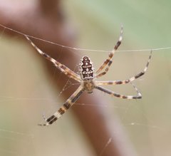 Argiope dietrichae