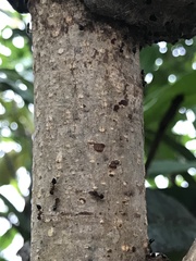 Formicidae