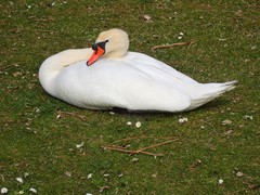 Cygnus olor