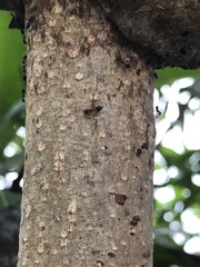 Formicidae