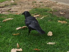 Corvus coronoides perplexus