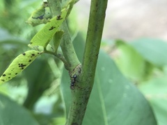 Formicidae