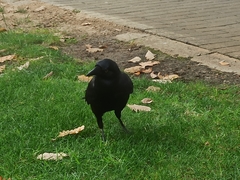 Corvus coronoides perplexus
