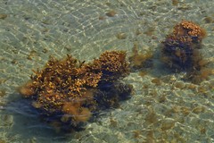 Fucus vesiculosus