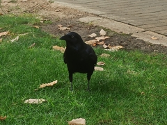 Corvus coronoides perplexus