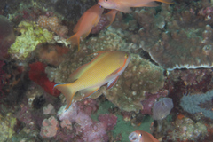 Pseudanthias huchtii