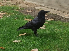Corvus coronoides perplexus