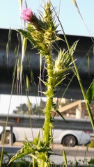 Carduus pycnocephalus