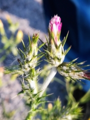 Carduus pycnocephalus