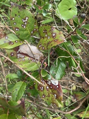 Cameraria gaultheriella