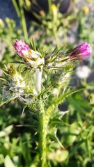 Carduus pycnocephalus