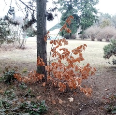 Quercus macranthera