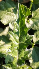 Carduus pycnocephalus