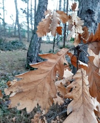 Quercus macranthera