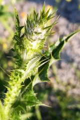 Carduus pycnocephalus