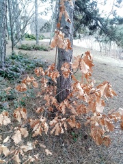 Quercus macranthera