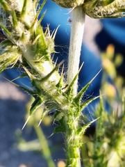 Carduus pycnocephalus