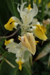 Iris bucharica