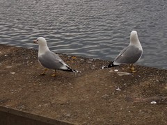 Larus canus