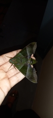 Oryba achemenides