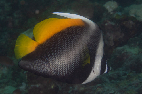Singular bannerfish (Heniochus singularius) — Chaetodontidae
