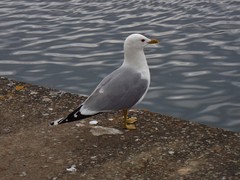 Larus canus