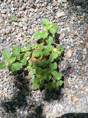 Lysimachia japonica