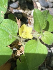 Lysimachia japonica