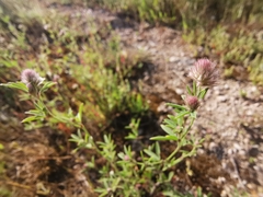 Trifolium arvense