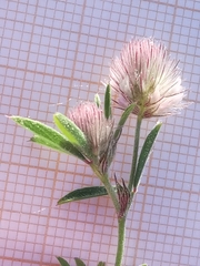 Trifolium arvense