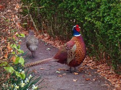 Phasianus colchicus